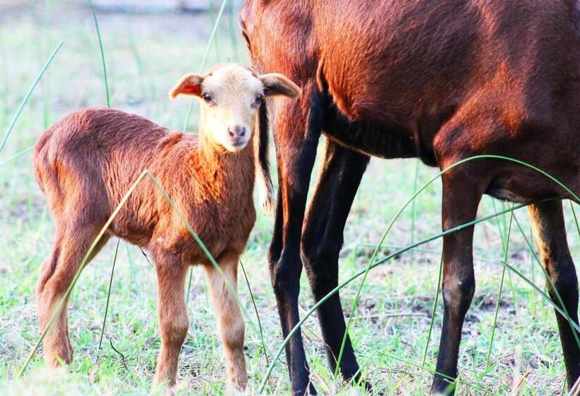 패밀리 룸, Cabañas Los Venaos