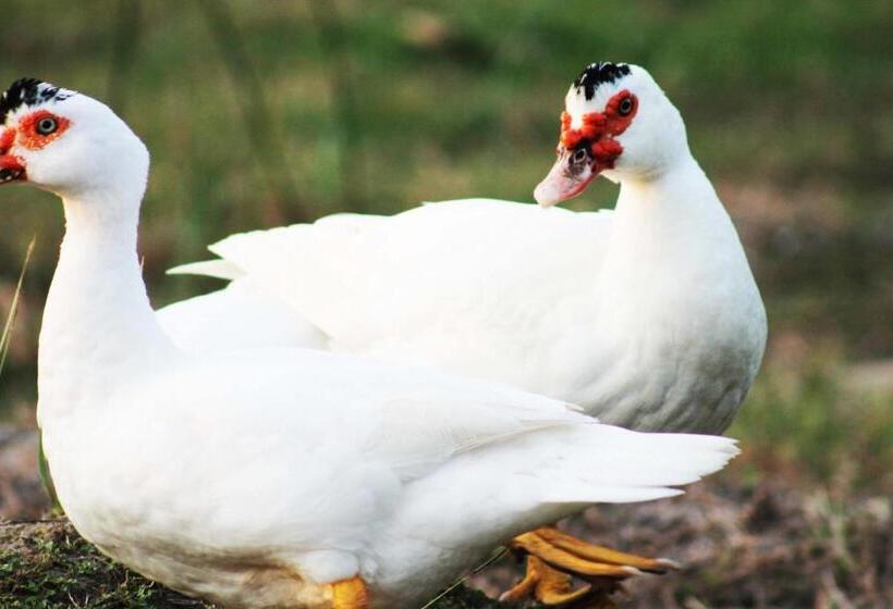 패밀리 룸, Cabañas Los Venaos