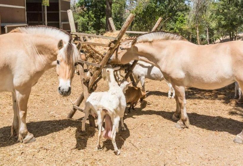패밀리 룸, Quinta De São Pedro