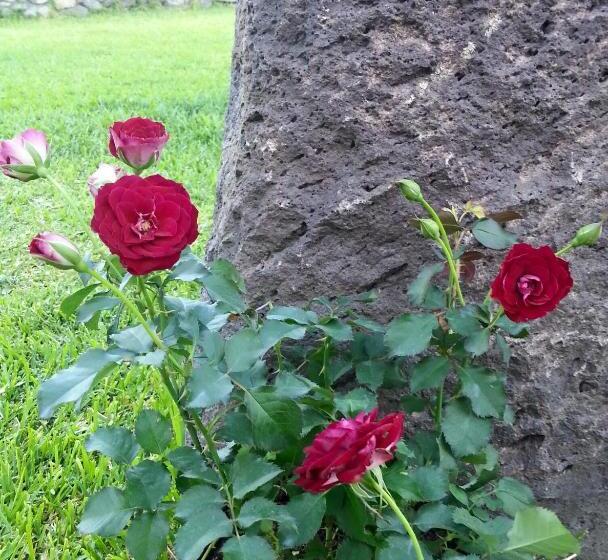 إستديو عائلى, Il Giardino Degli Ovali