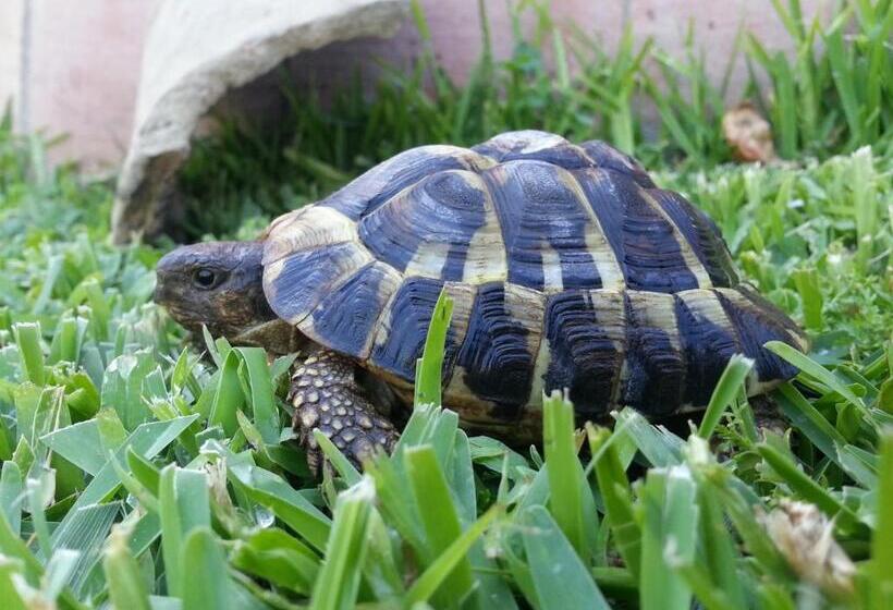 غرفة أساسية ثلاثية, Il Giardino Degli Ovali