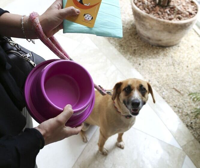 스탠다드 룸, Vitória Hotel Convention Paulínia