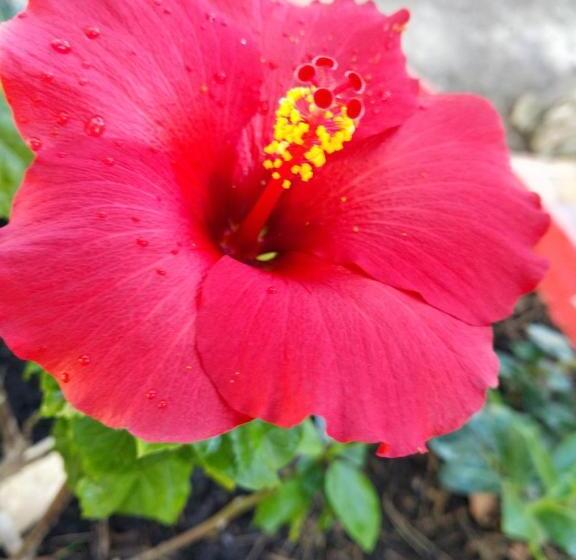 Номер Basic, Bed & Diner Les Terrasses De La Palme