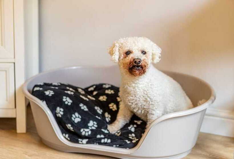 Chambre Supérieure, Bowness Guest House