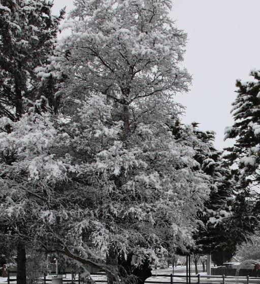 חדר משפחתי, Titania Motel