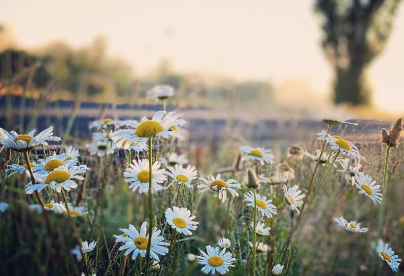 חדר אקזקיוטיב, Titania Motel