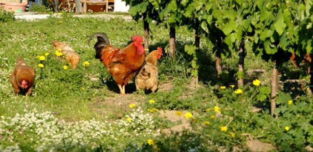 침실 2개 빌라, Lithies Organic Farm