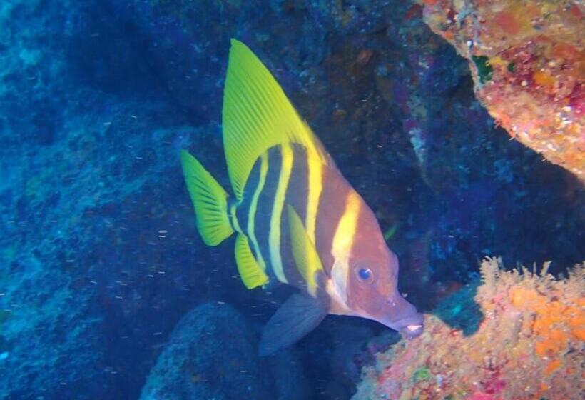 إستوديو قياسى, Yuraku Izuoshima  Hostel
