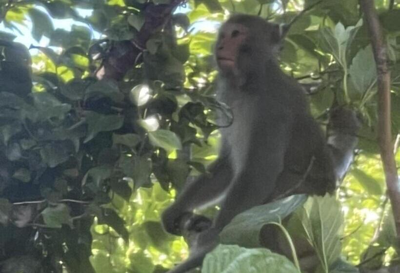 إستوديو قياسى, Yuraku Izuoshima  Hostel