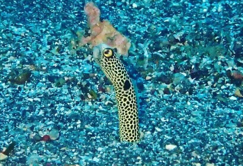 إستوديو قياسى, Yuraku Izuoshima  Hostel