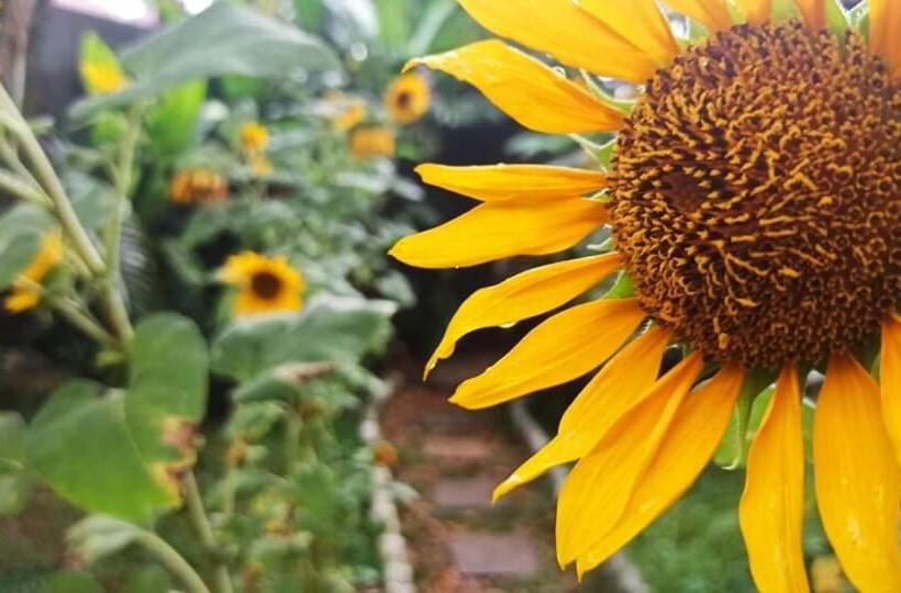 标准房带园景, Avon Hikkaduwa Guest House