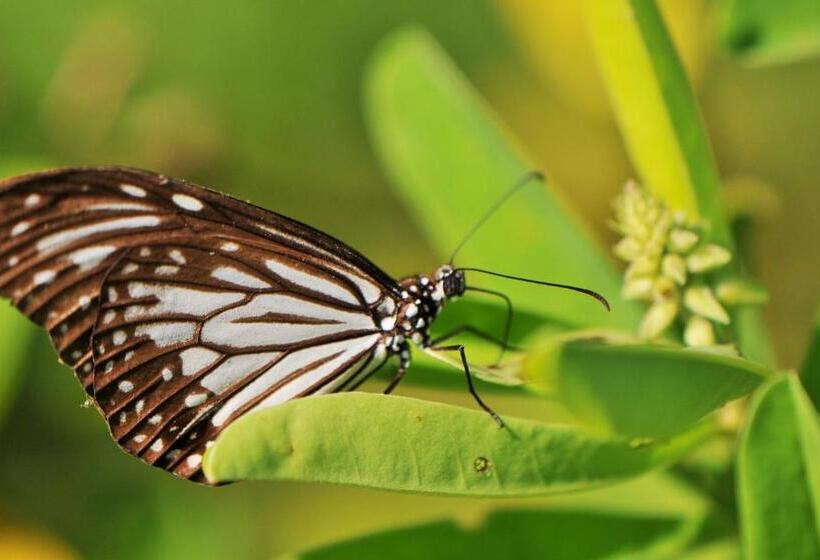 キャビン, Back Of Beyond   Wellness Retreat