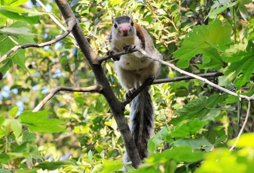 ガーデンビューの１ベッドルームビラ, Back Of Beyond   Wellness Retreat