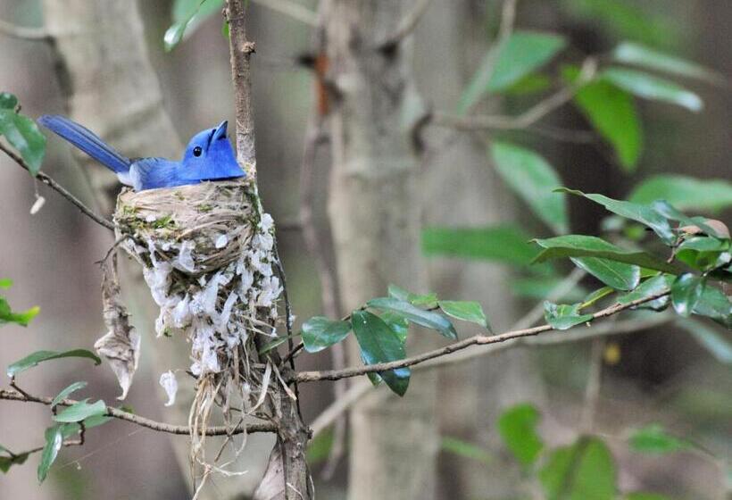 スタンダードバンガロー, Back Of Beyond   Wellness Retreat