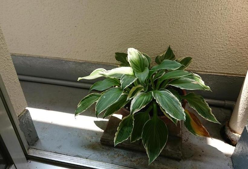 标准间, Kasuga Ryokan