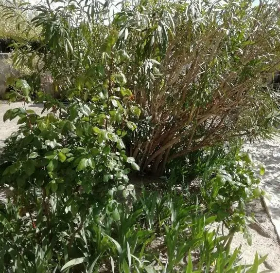 Bahçe Manzaralı Standart Oda, Chez Fleur