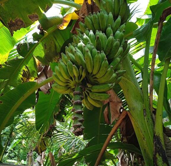 חדר סטנדרט נוף לגינה, Banana Palace Weligama