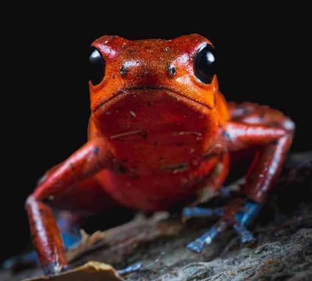 Номер Стандарт Вид на Горы, El Zota