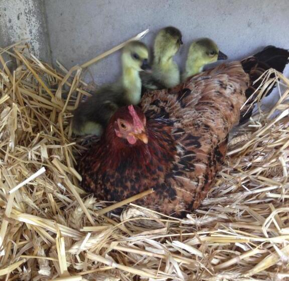 家庭间, A La Mare Du Vieux Chêne