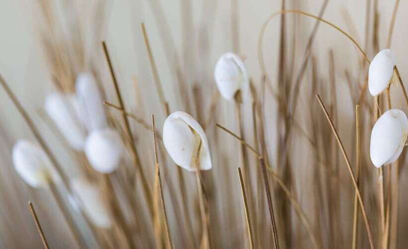 Апартаменты 2 Спальни, Seashells Apartments Merimbula