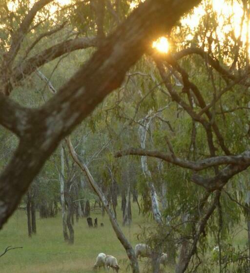 标准平房, The Laurels Of Chinchilla