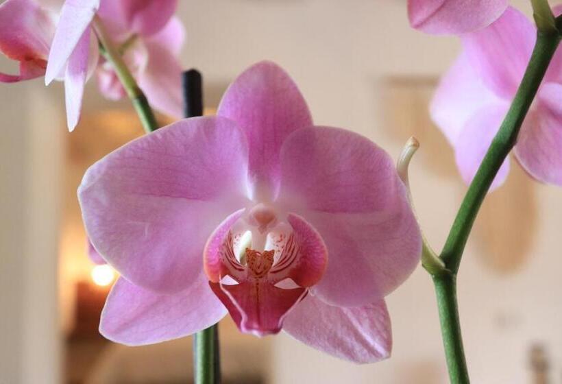 سوییت سوپریور, Concepción Hotel Boutique Adults Only