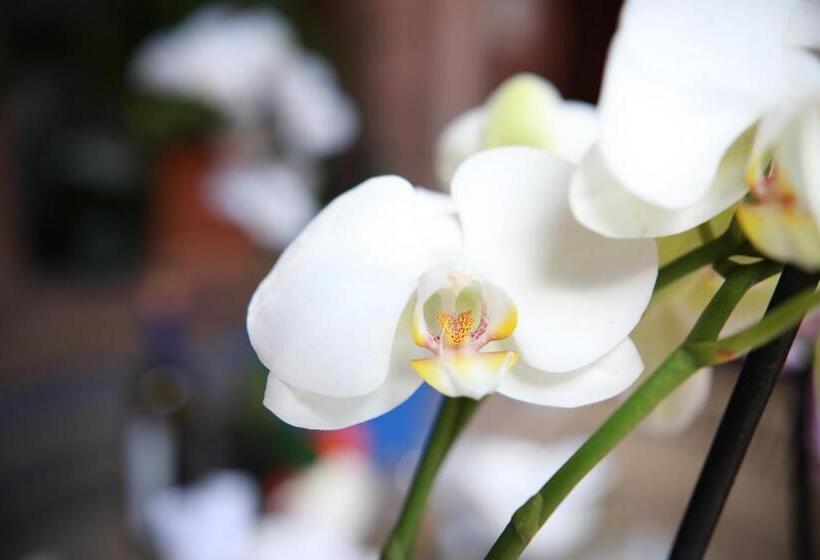 سوییت سوپریور, Concepción Hotel Boutique Adults Only