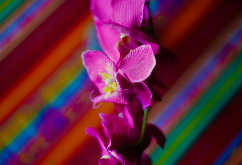 اتاق استاندارد, Casa Xunaan Kab