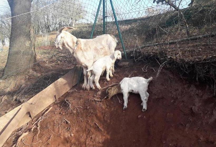 Номер Комфорт Индивидуальный, Pension Zur Schönen Aussicht