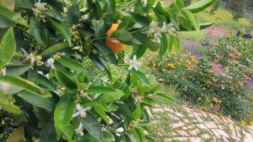 اتاق استاندارد چهار تخته, Yolda Bungalow Cafe