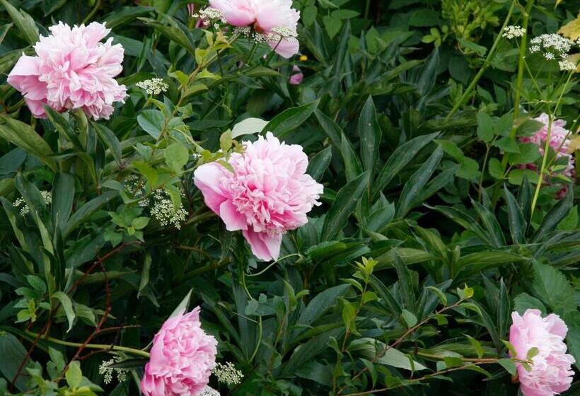 בקתה, Lili Marleen