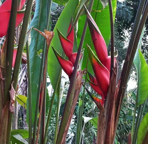 套房, Villa Dos Pássaros Paraty Hospedagem