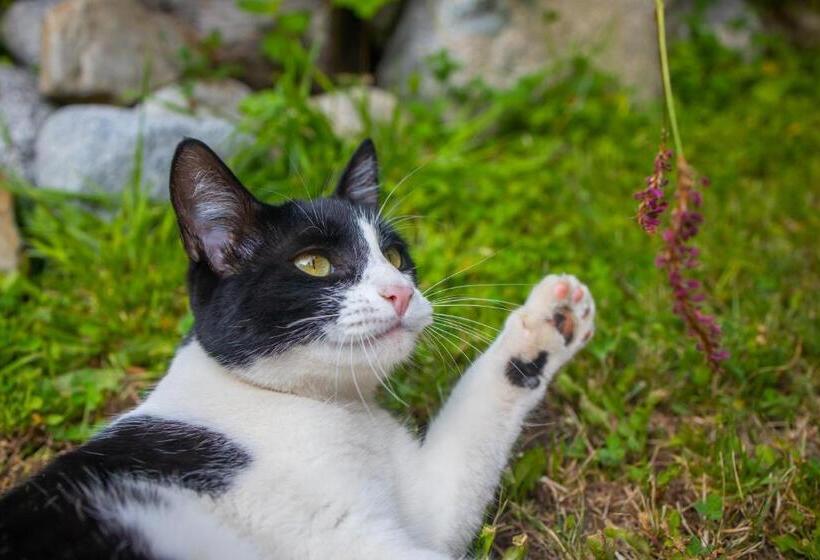 ２ベッドルームアパートメント, Departamentos De La Plaza