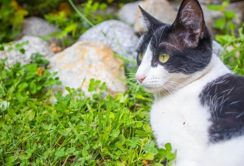 ２ベッドルームアパートメント, Departamentos De La Plaza