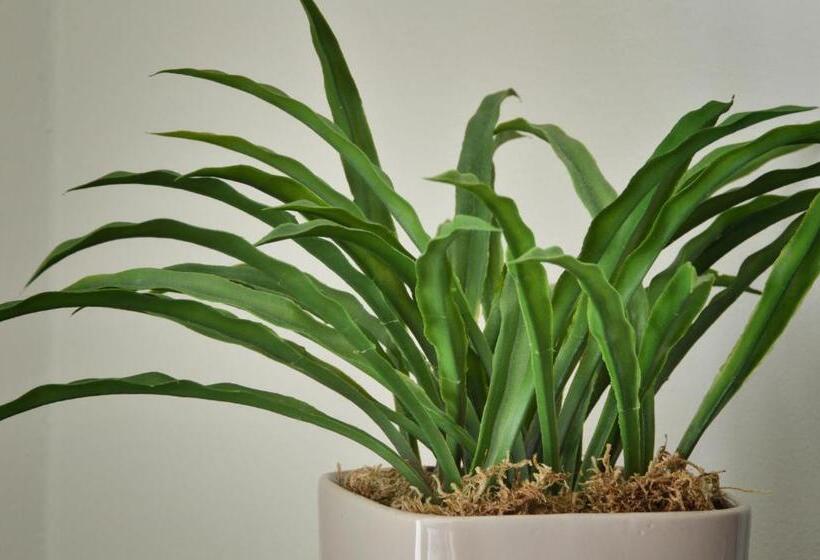 标准间, Drei Linden