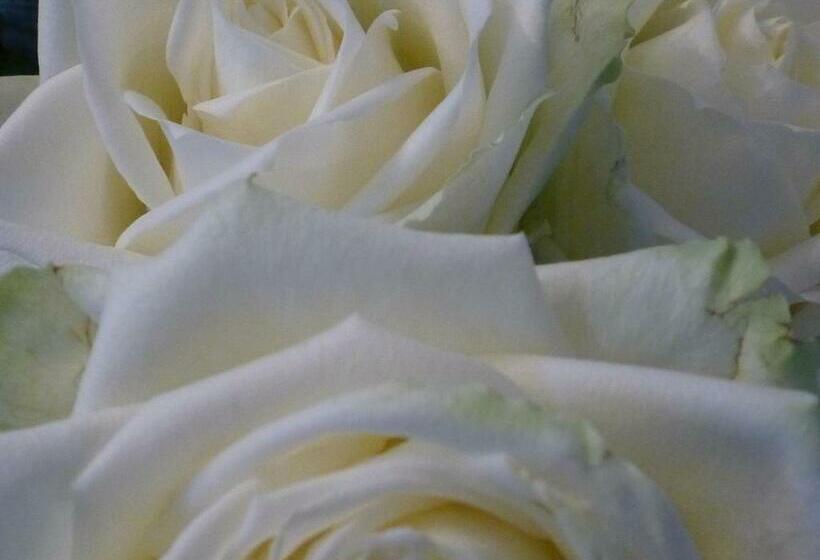 스탠다드 싱글 룸, Komm  In