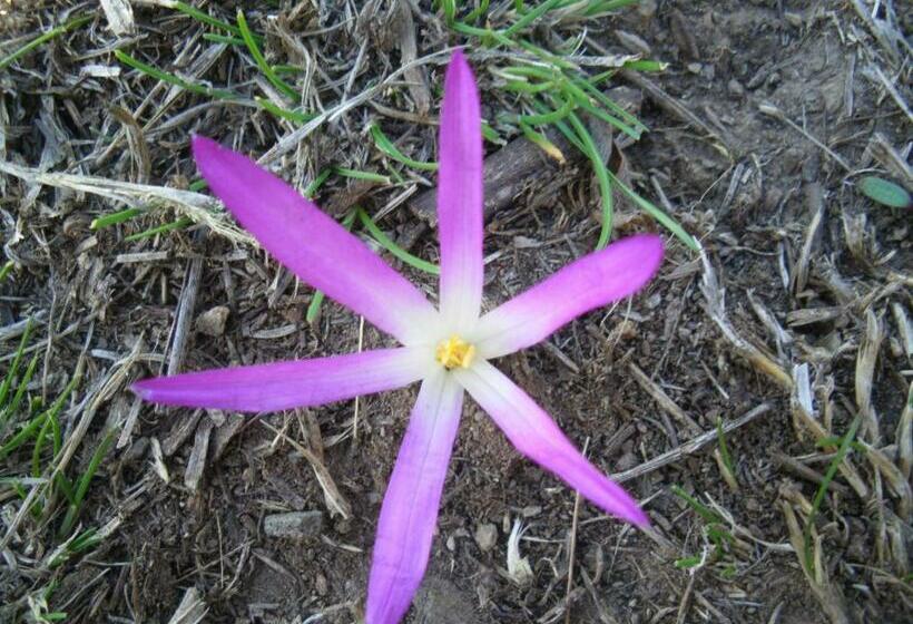 マウンテンビュースタンダードルーム, La Trucha Del Arco Iris