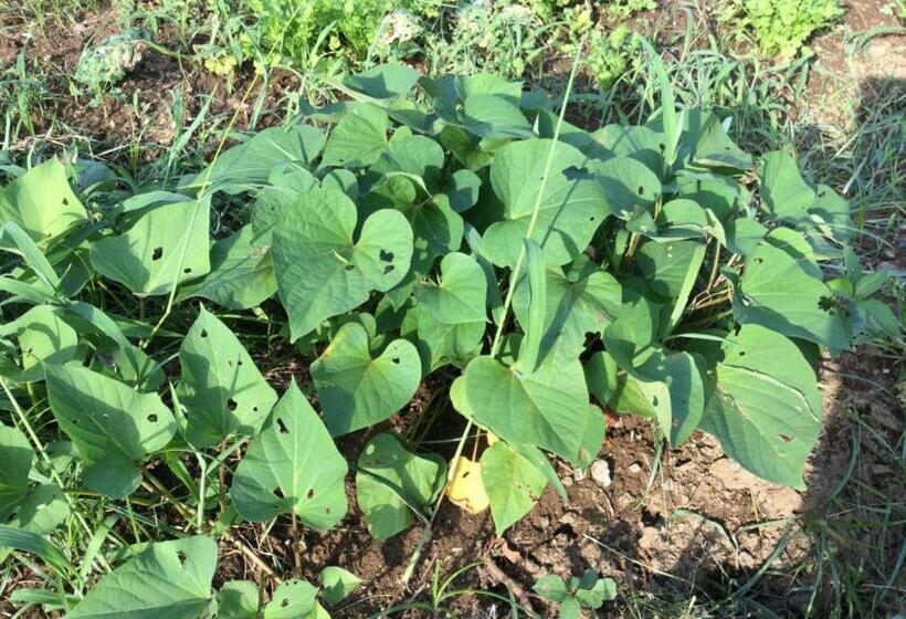 1间卧室的房子, Ichigo Sou   Vacation Stay 14704