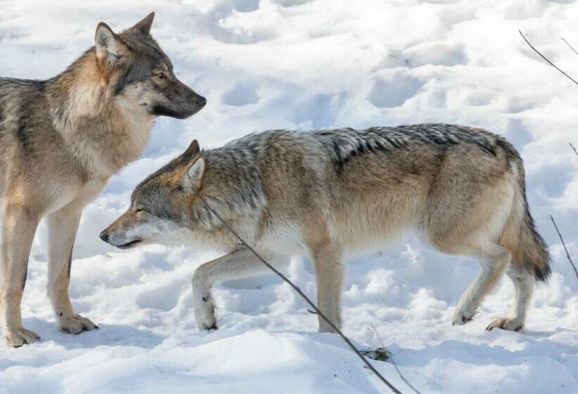 דירת 2 חדרים סופריור, Ranua Resort Holiday Villas