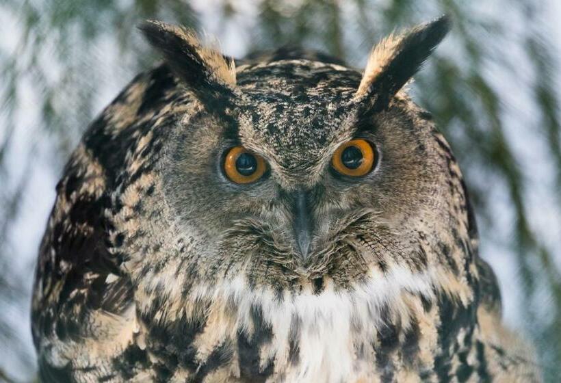 דירת 2 חדרים סופריור, Ranua Resort Holiday Villas