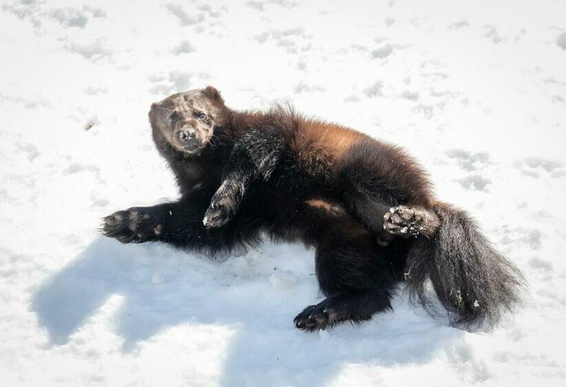 דירת 2 חדרים סופריור, Ranua Resort Holiday Villas