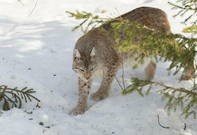 דירת 2 חדרים סופריור, Ranua Resort Holiday Villas