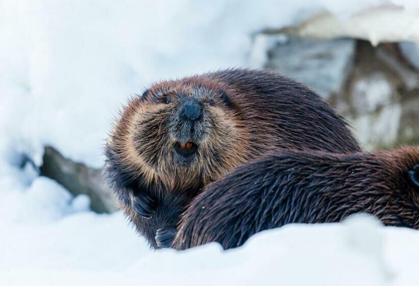 דירת 2 חדרים סופריור, Ranua Resort Holiday Villas