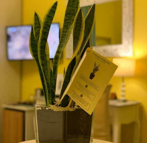 غرفة قياسية, Palladium