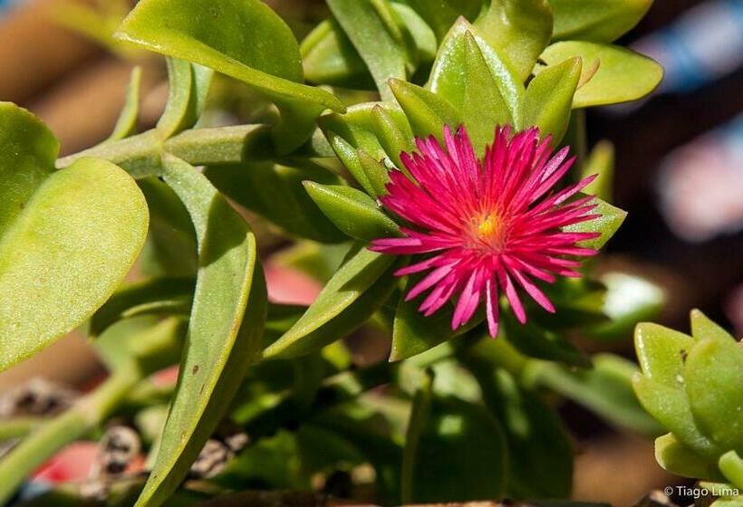 スタンダードインサイドビュールーム, Pousada Curva Do Sol