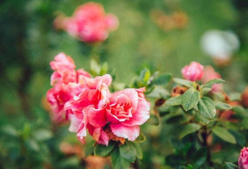 חדר דלוקס, Guanxi