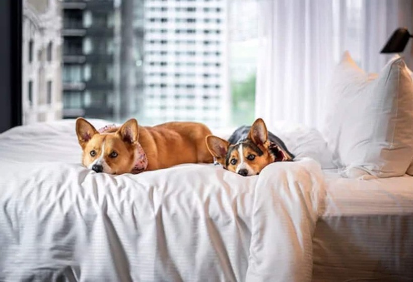 Quarto Estandar, Monville