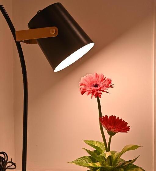 اتاق سوپریور با تخت بزرگ, Soot