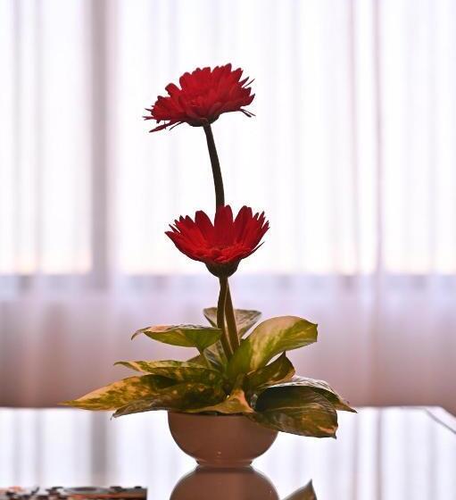 اتاق سوپریور با تخت بزرگ, Soot