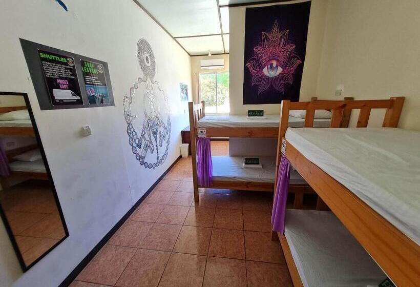 Кровать в Общей Комнате, Slow Monkey Hostel